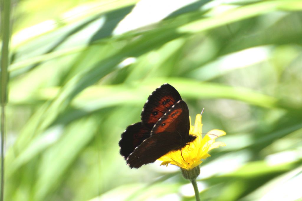 Erebia ligea? No, Erebia euryale - Nymphalidae